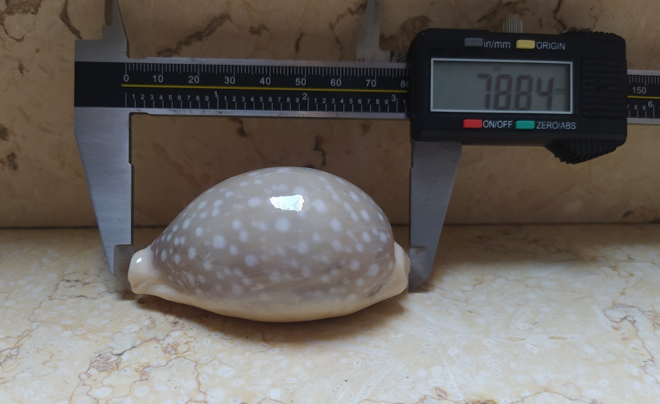 F Cypraea camelopardalis red sea shell large SIZE lyncina F+++ 78.8mm