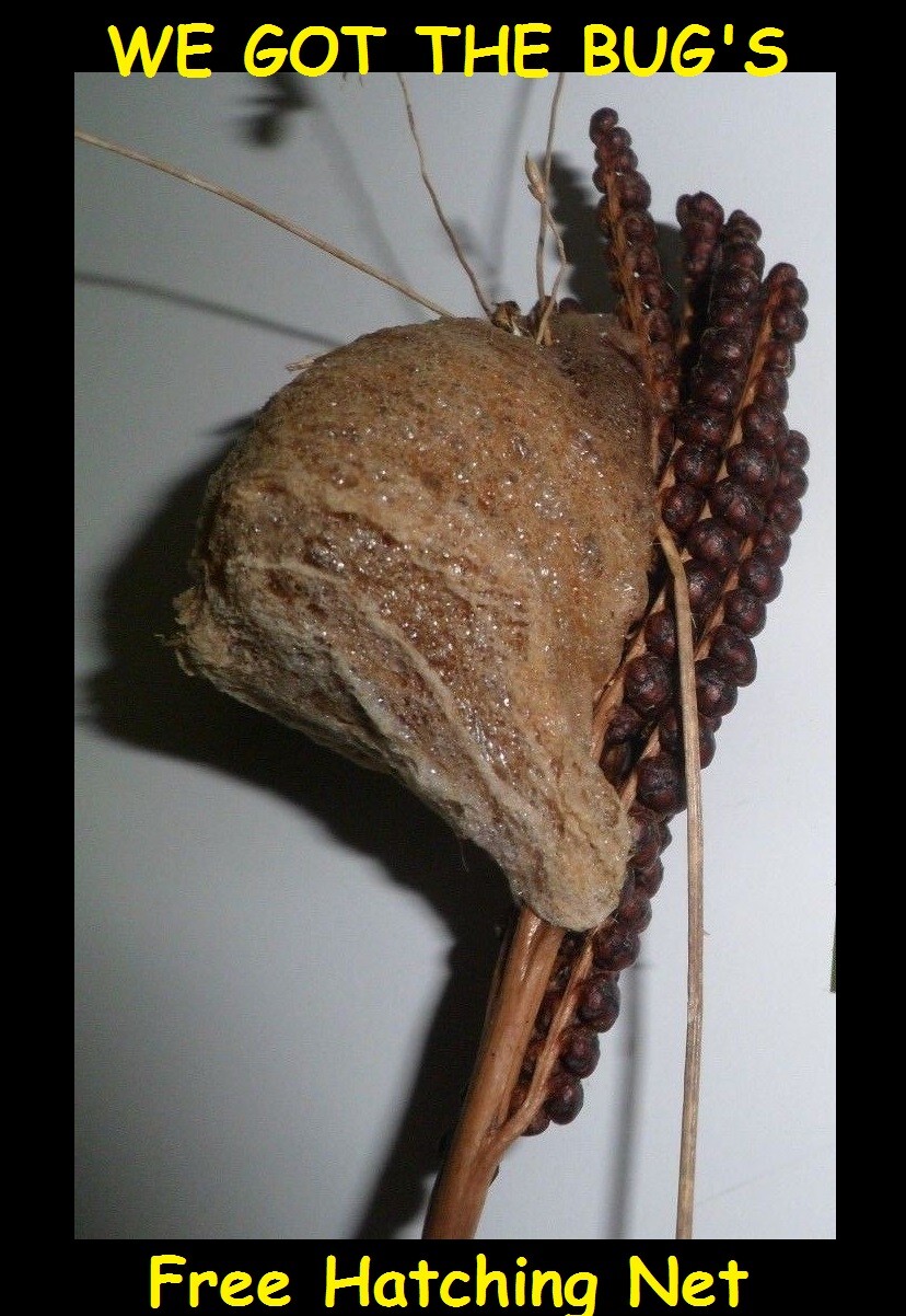 One Praying Mantis Egg Cases + FREE HATCHING BAG 2025 Season
