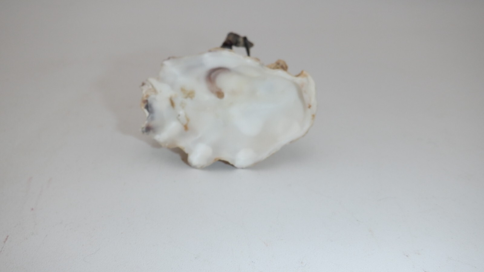 Unique Vintage Sea Shell FROG playing the Violin ~ Folk Art Figure