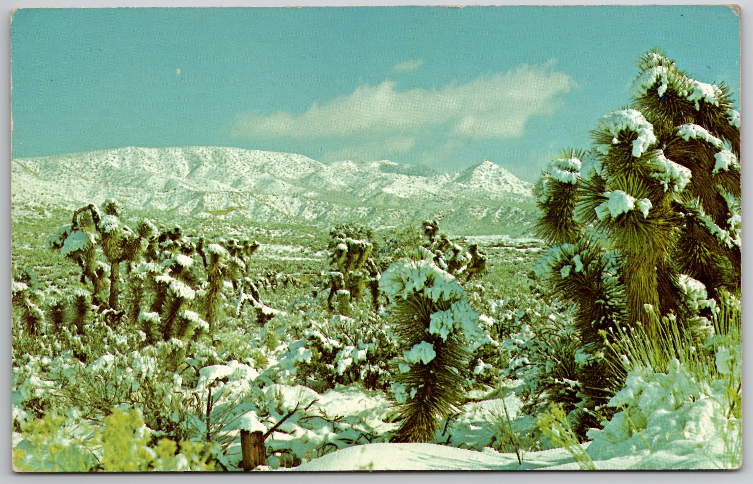 Winter on the Desert Postcard – Snow Covered Joshua Trees California Landscape