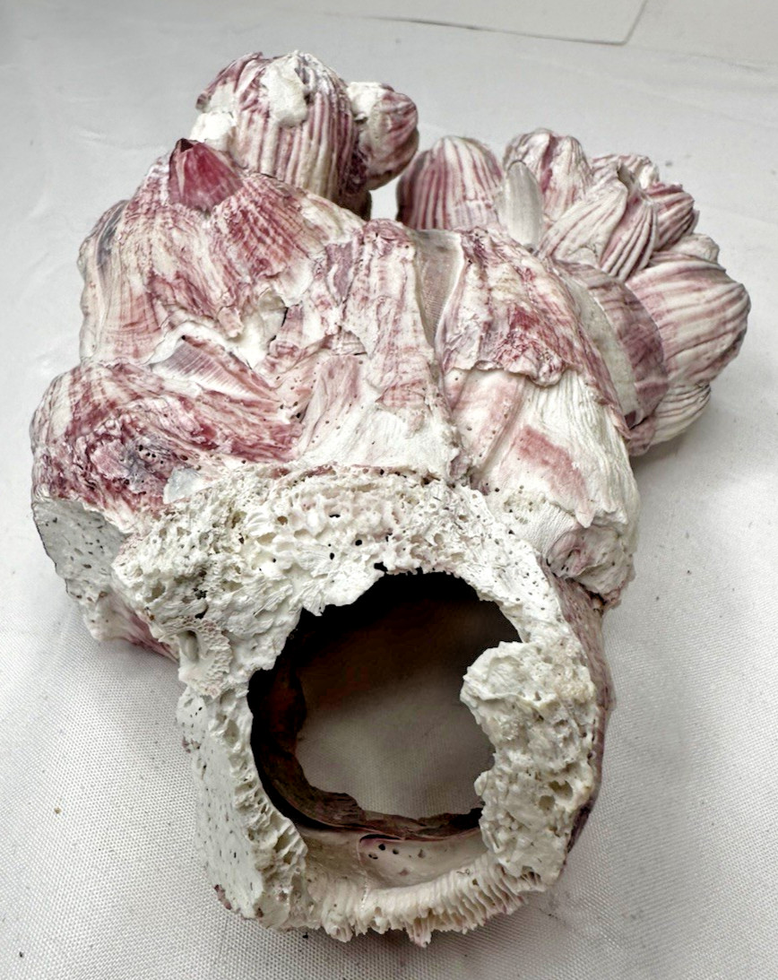 Large Giant Seashell w/ Barnacle Cluster Natural Ocean Specimen Nautical Decor