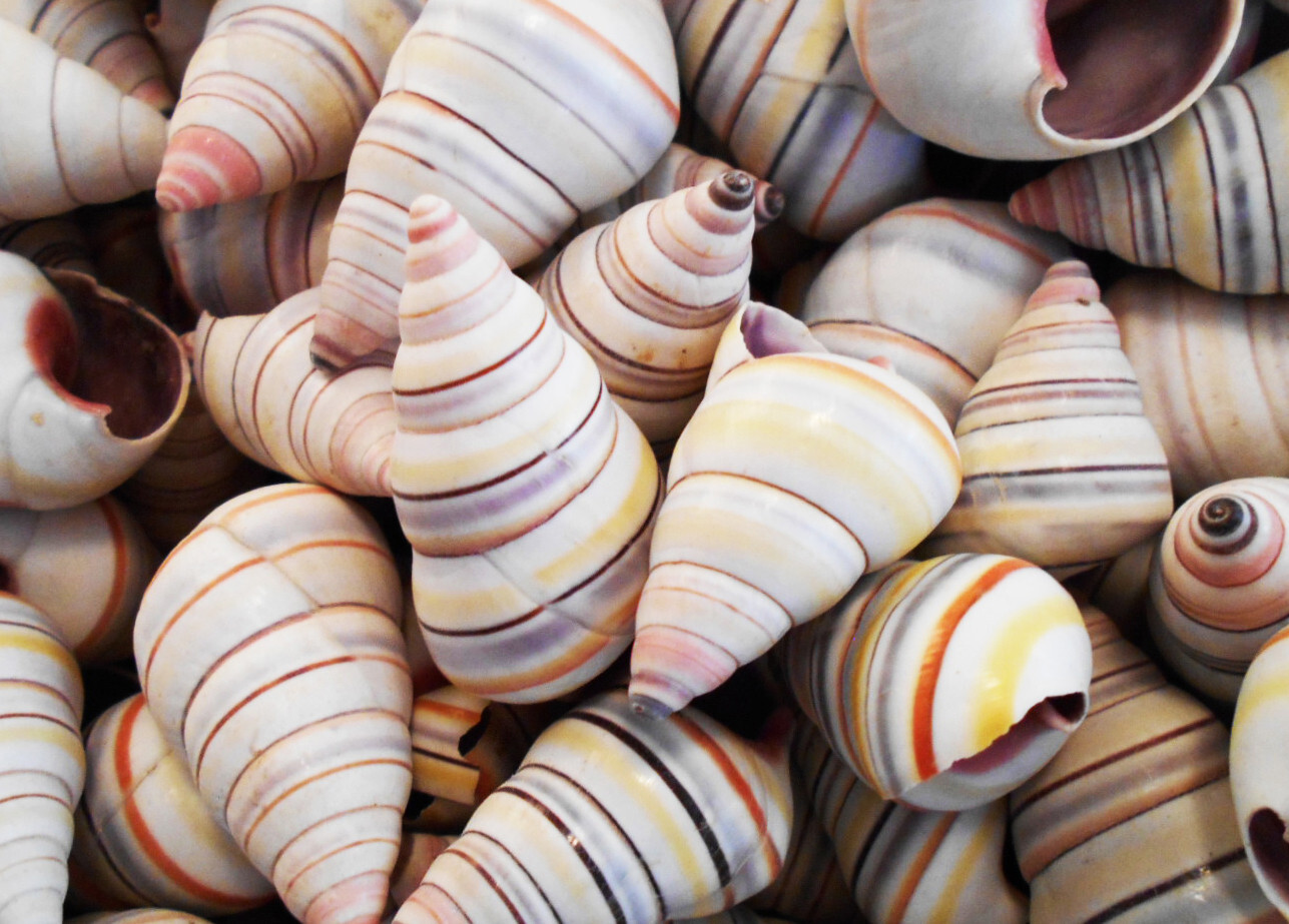 24 Real Striped Candy Snail Shells 1-2″ Coastal Arts Crafts Decorating