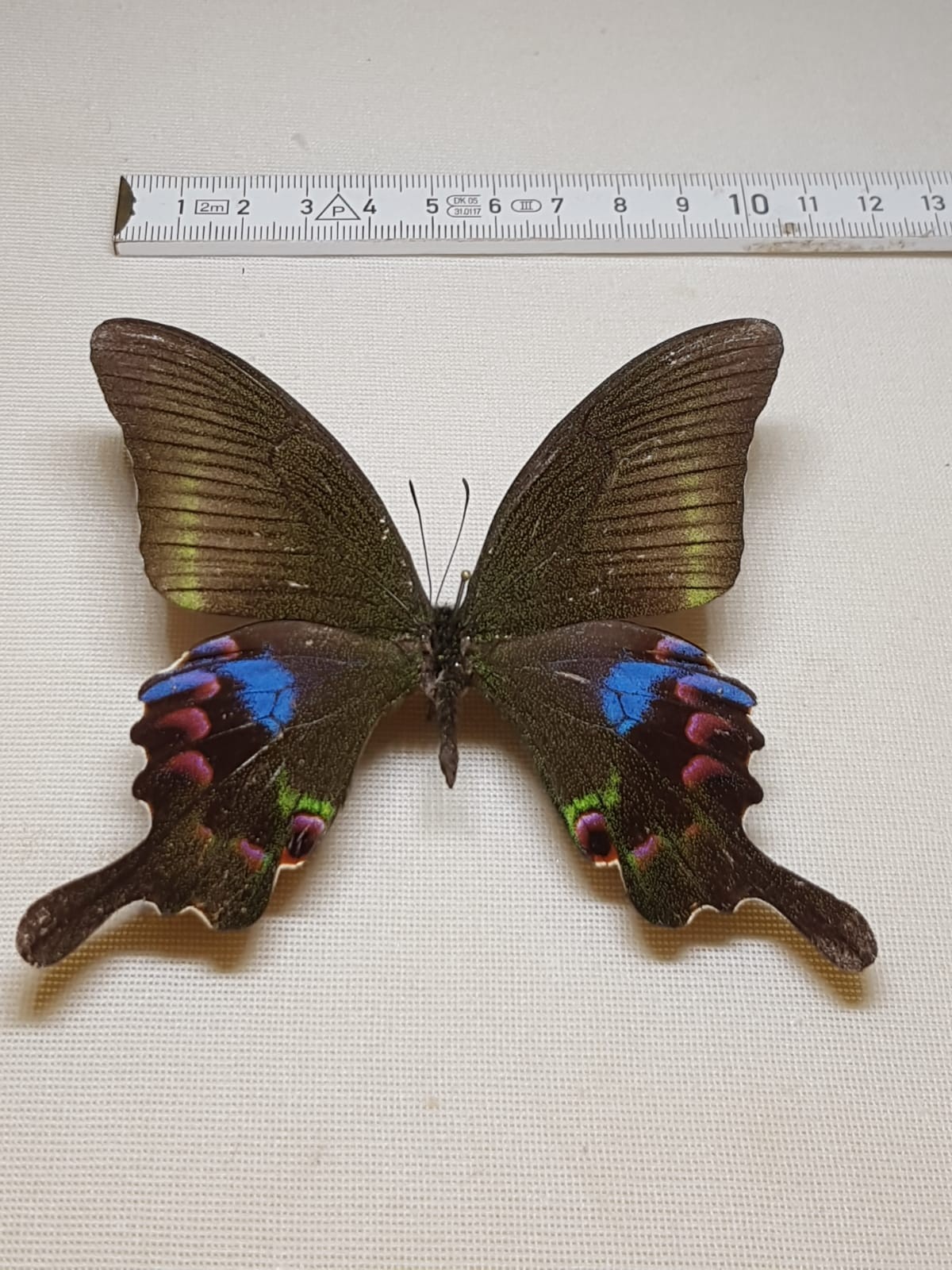 Papilio Arcturus Male