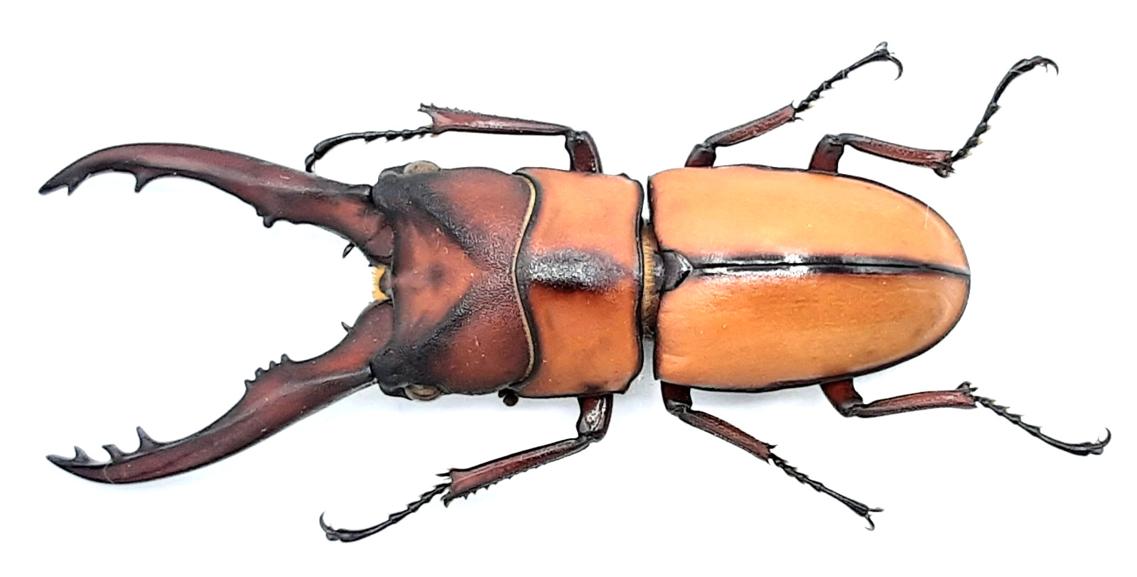 Lucanidae, Prosopocoilus mohnikei mohnikei, A1, 44mm, special mandible, Sumatra