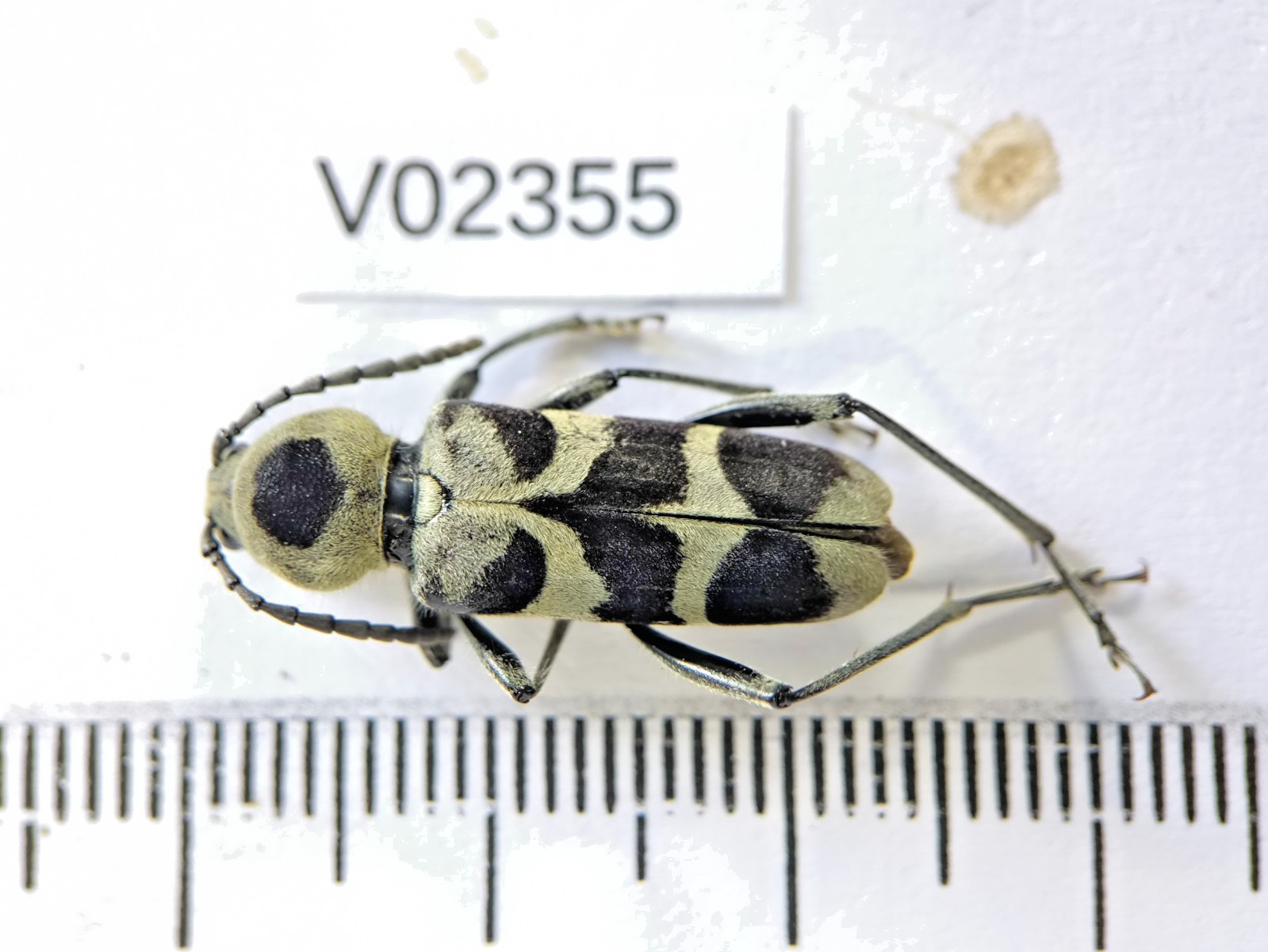 V02355. Insects, Cerambycidae sp. North Vietnam. New area!!! Rare!!!