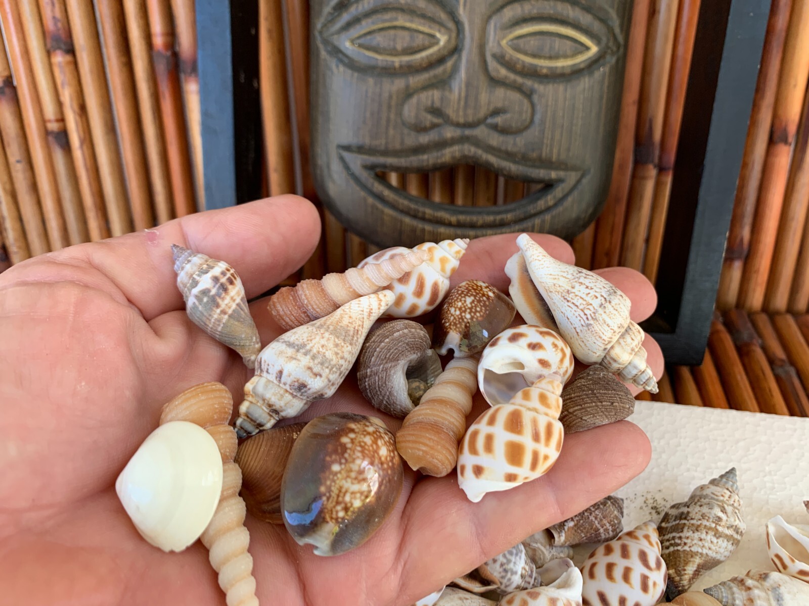 Assorted Mixed Seashells Sea Shells Best Price US Seller FREE Ship!