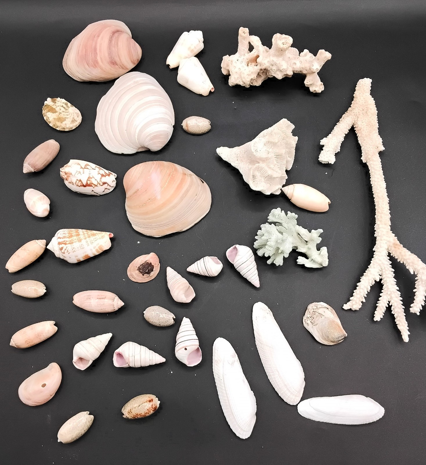 Lot of 35 SEASHELLS & CORAL – STAGHORN-LUCINE CLAM- ANGEL WING-ROSE-CANDY CANE +