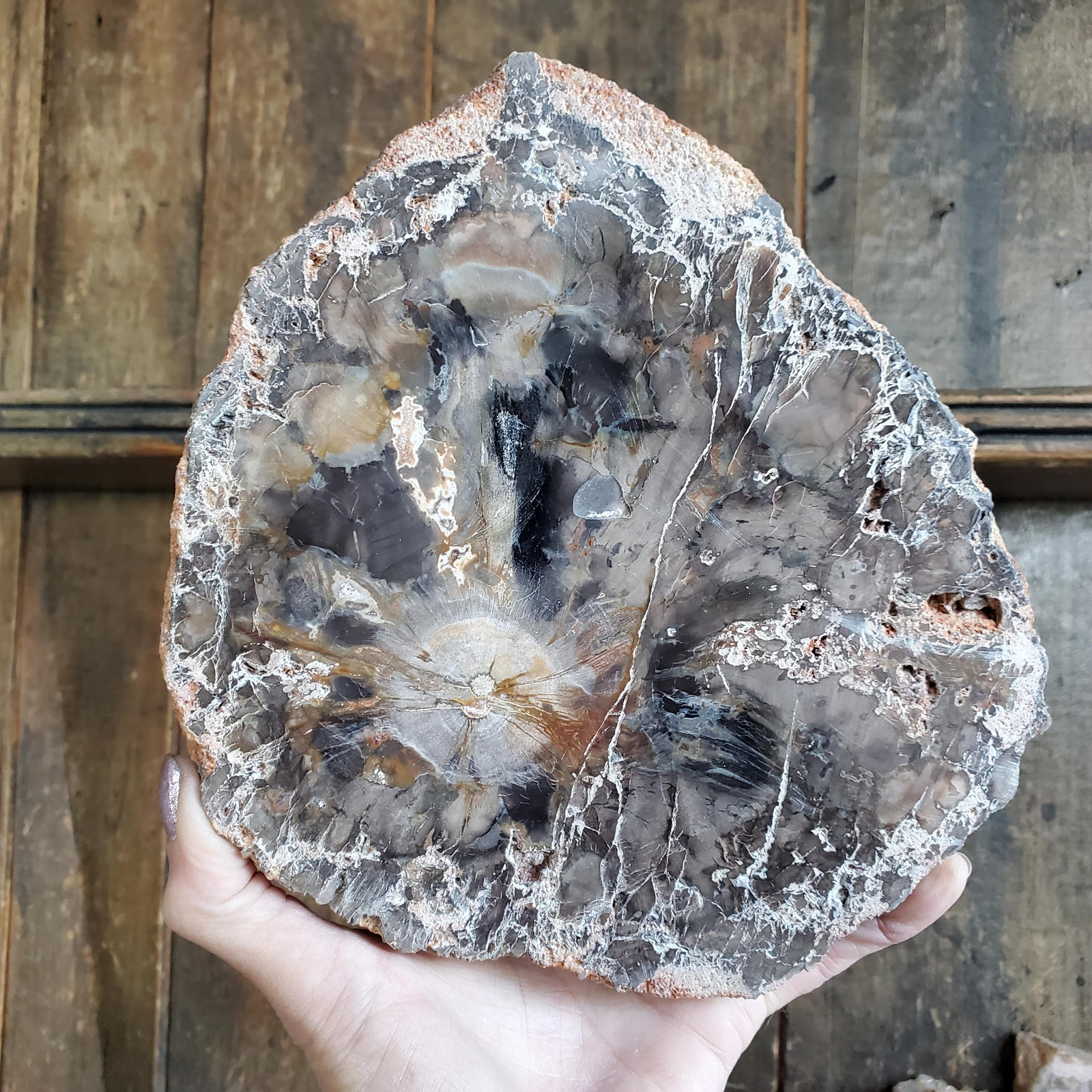 Petrified Wood Large Tree Trunk Slab Slice Display Crystal Decor | 1210 Grams