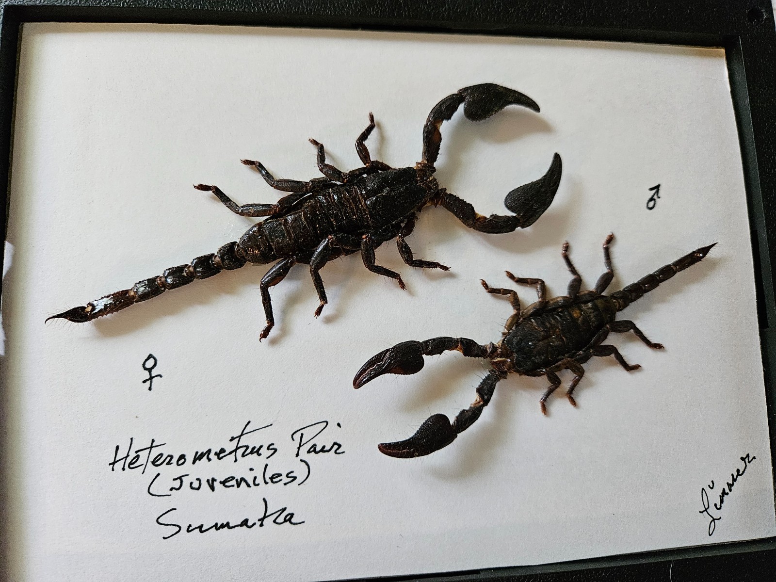 FRAMED SCORPION PAIR – Expertly Mounted in 8″ Shadow Box
