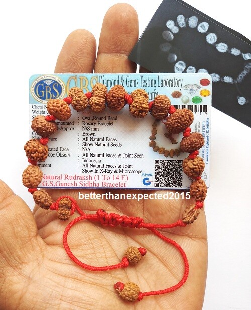 Siddha Rudraksha Bracelet 1 To 14 Mukhi Rudraksh Java Origin ~ Lab Certified