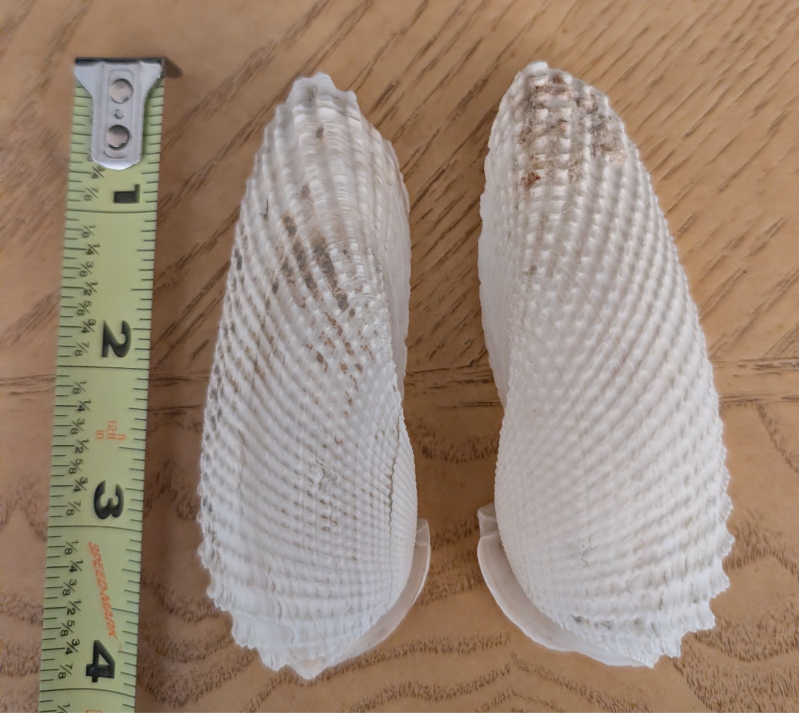Pair of Angel Wing shells found in Southwest Florida flawed