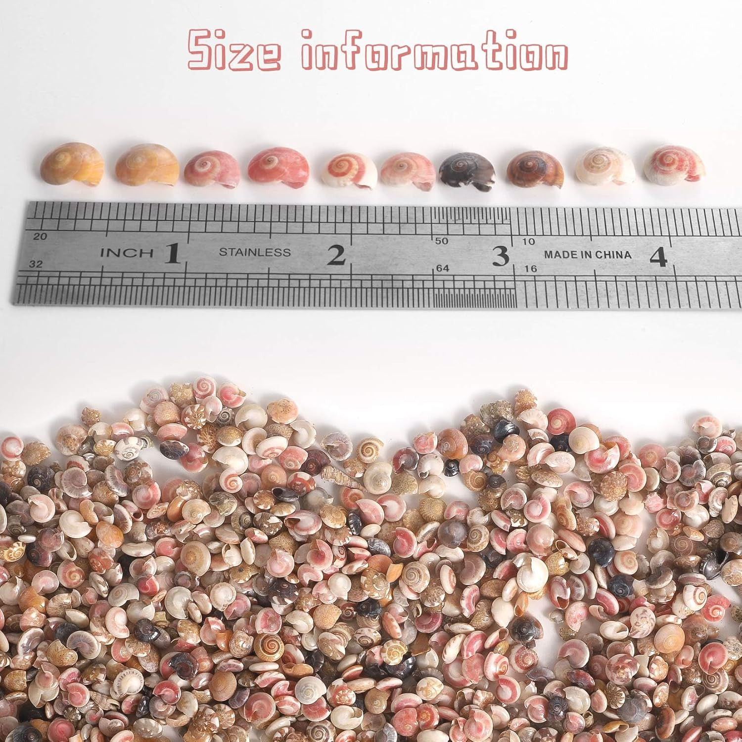 2000 PCS Colourful Tiny Mini Small Sea Shells for Crafting Spiral Conch Shells f