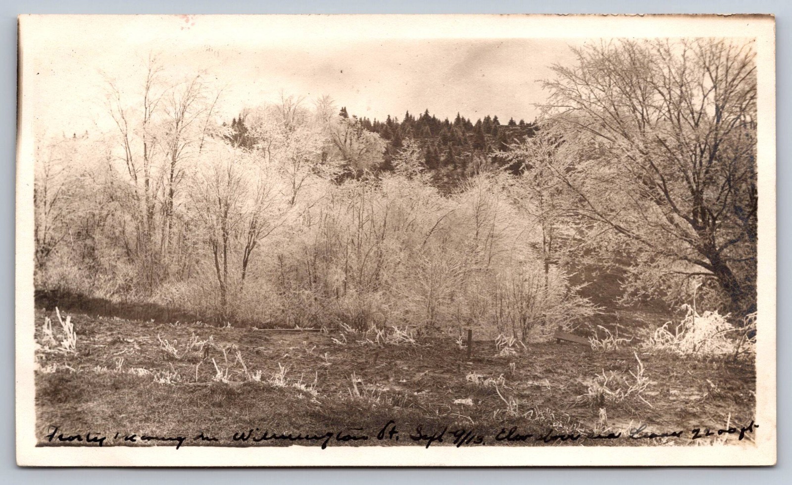 RPPC Wilmington VT Vermont Forest Scene Real Photo Postcard c.1913