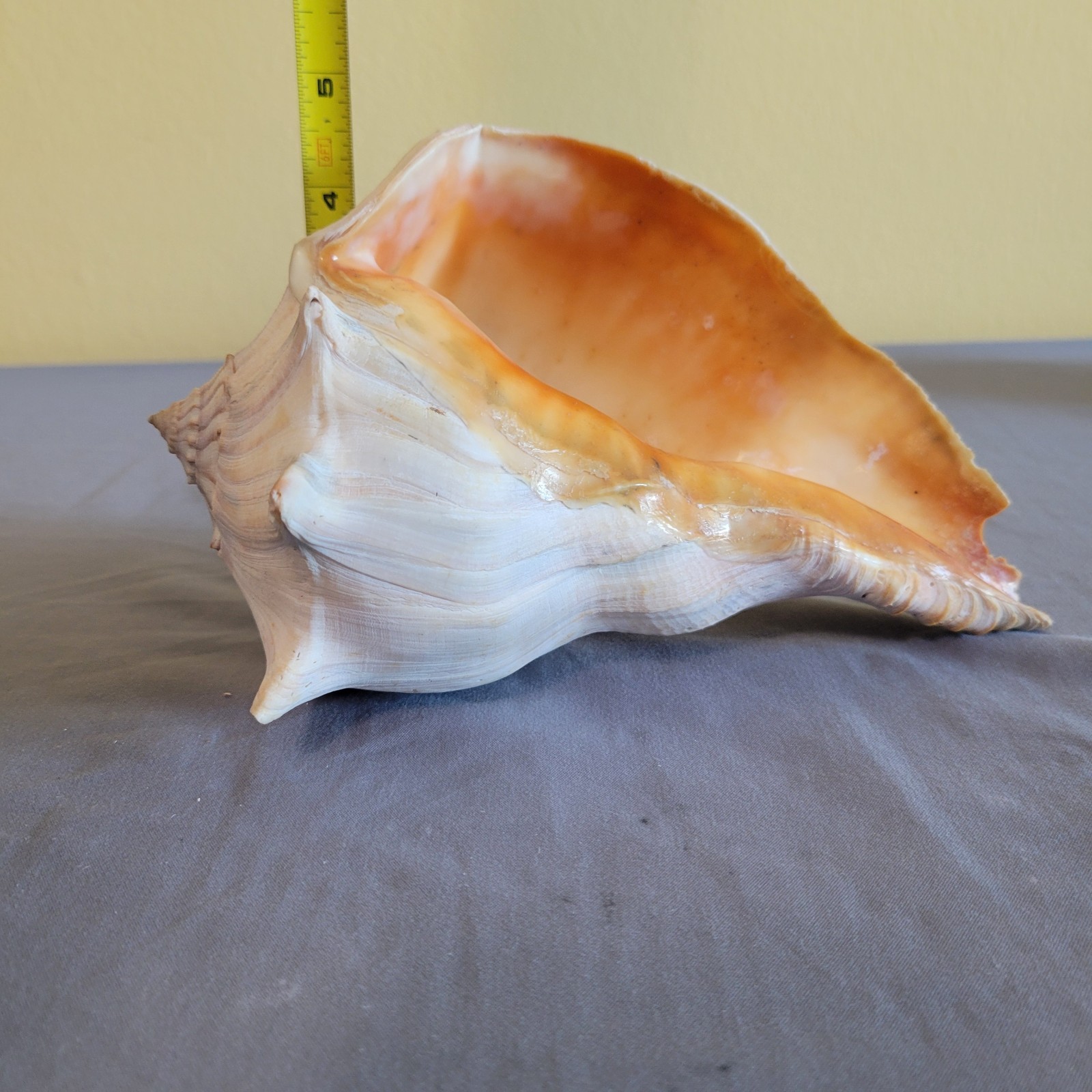 Large Conch Natural Seashell 6″