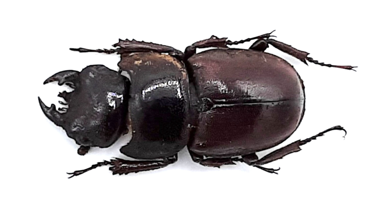 Lucanidae, Serrognathus (Dorcus) taurus jampeanus, A1-, 21 mm, Jampea, #LD401