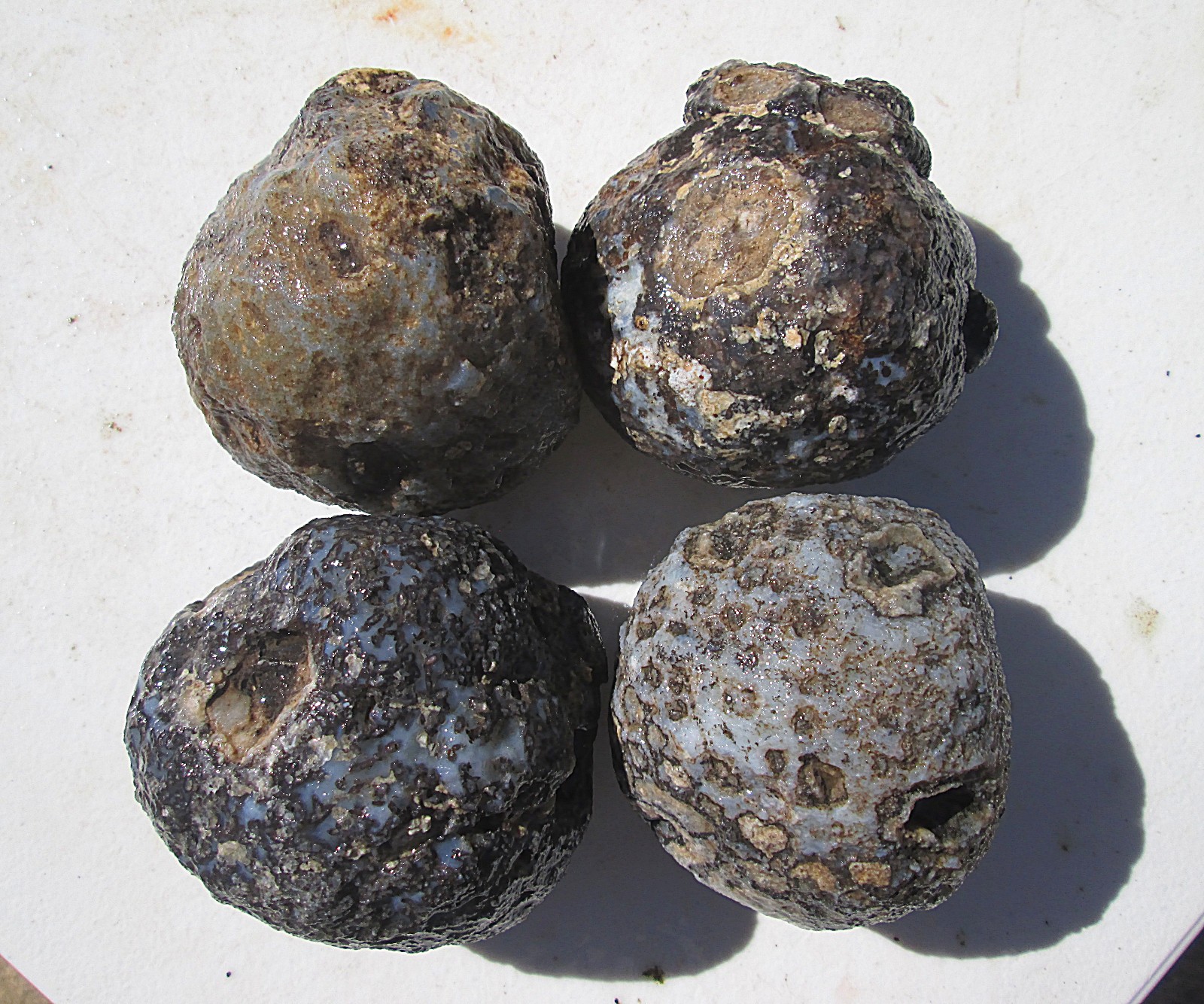 WHOLE SOLID COCONUT GEODE ROUGH LOT~ 4 lbs 14 ozs ~ 4 GEODE/NODULES