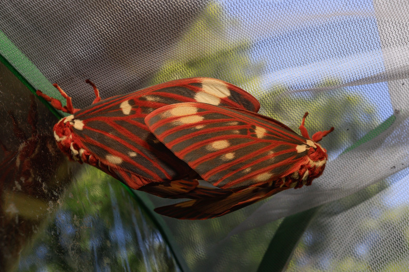 12 fresh Citheronia regalis moth eggs from the pictured pairing on 6/28