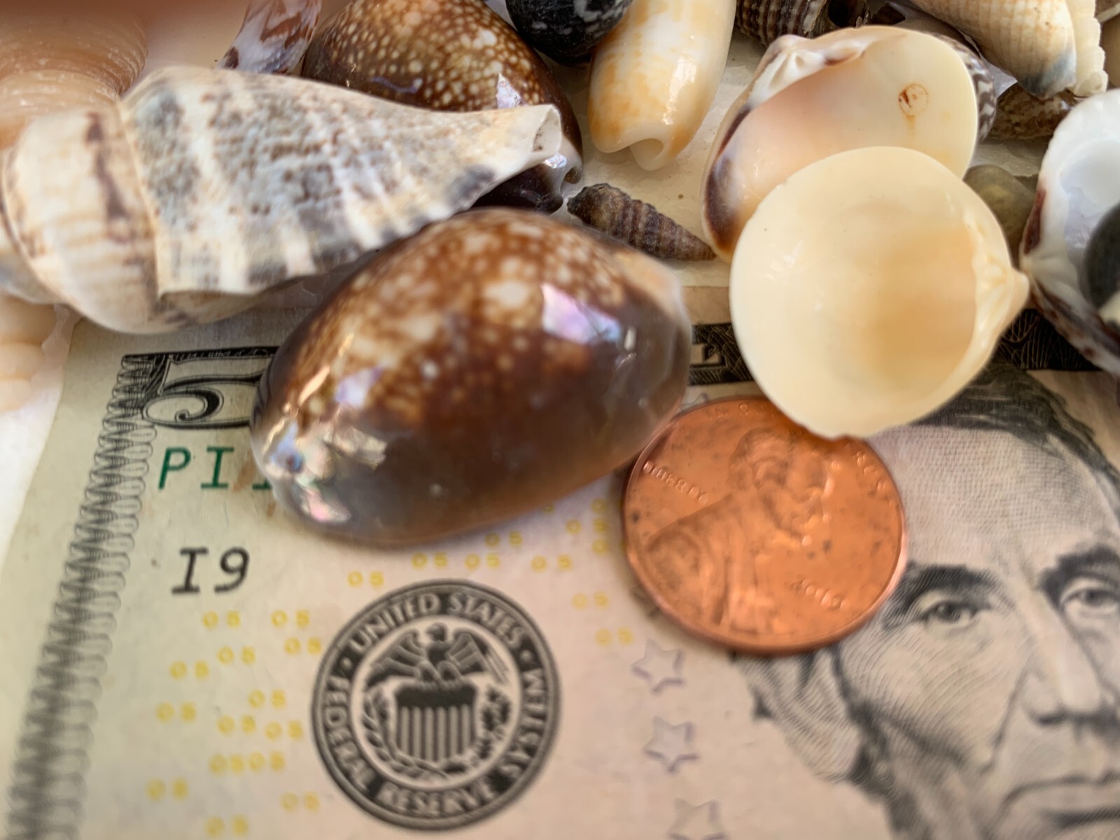 Assorted Mixed Seashells Sea Shells Best Price US Seller FREE Ship!