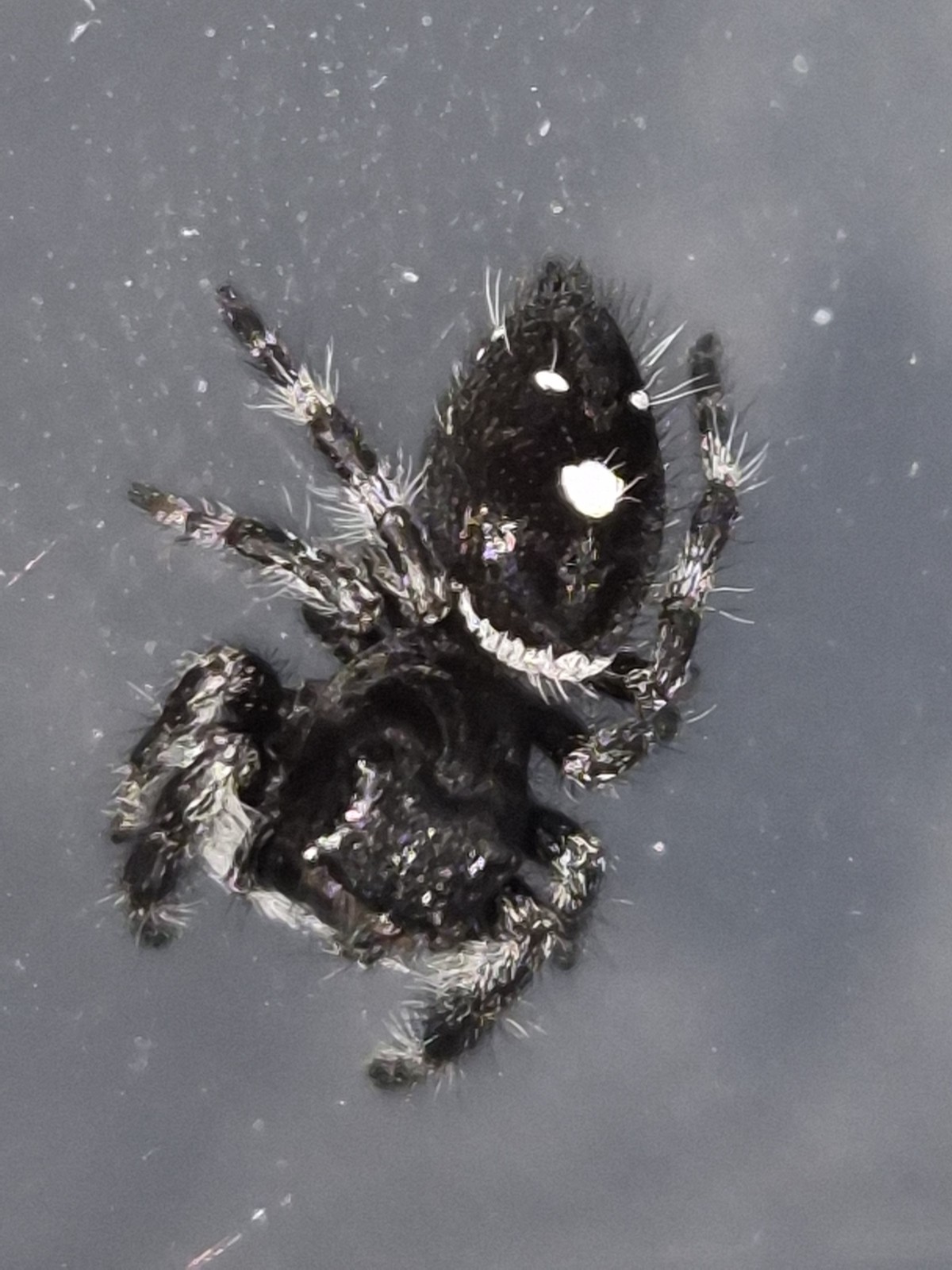Bryantae-BOLD JUMPING SPIDER