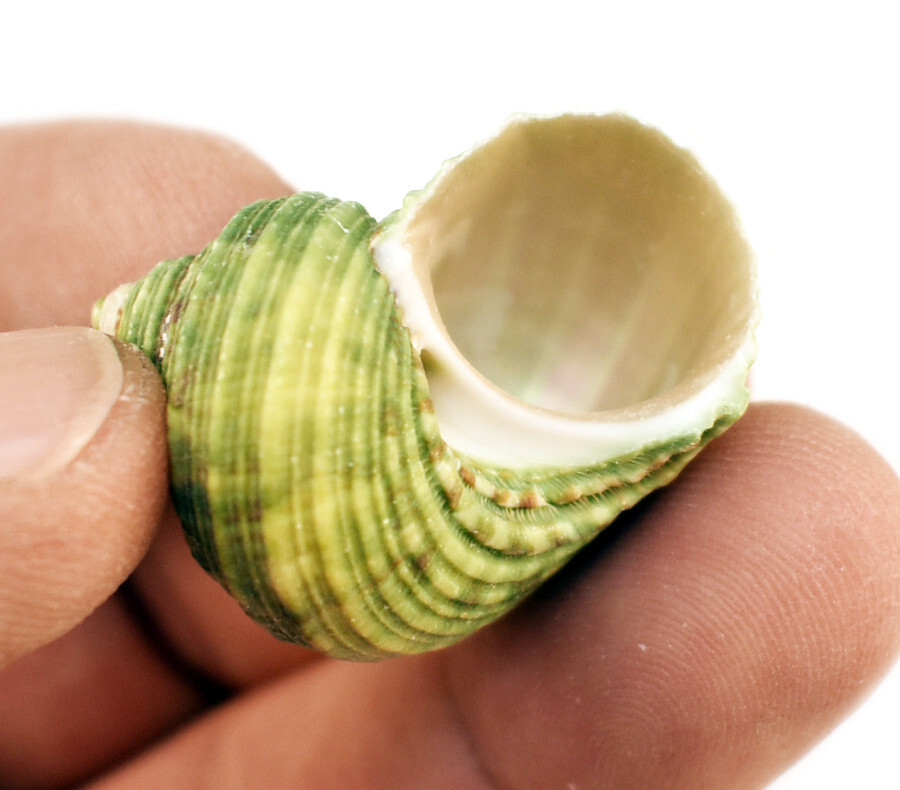 12 Small Green Turbo Shells (Size 3/4″-1.25″/ Open. 1/2″-3/4″) Hermit Crab Craft