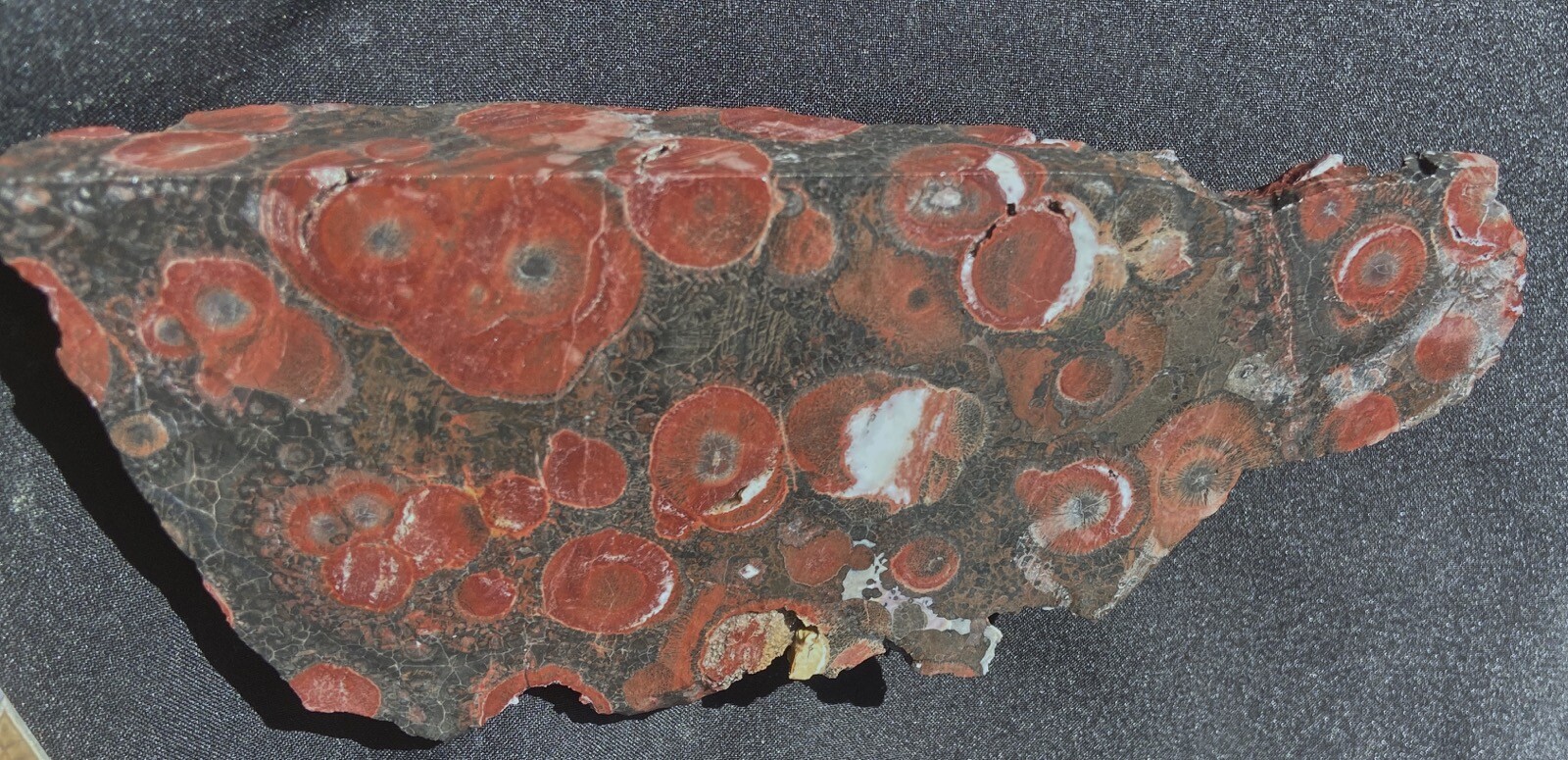 GALACTICA RHYOLITE RARE ORBICULAR STRIKING BIG EDEGE CUT SLAB 132 GRAMS – 4.6 Oz
