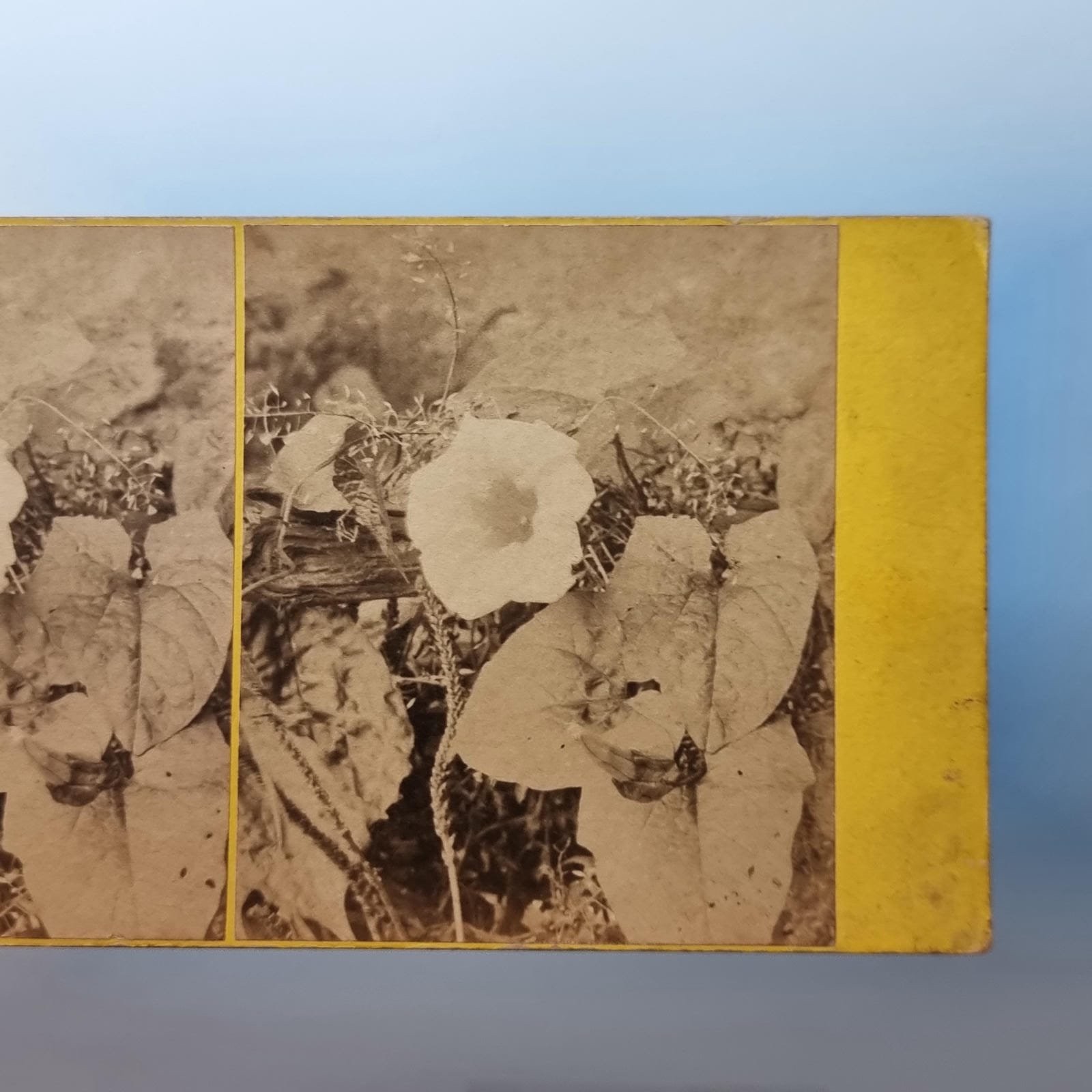 Victorian Natural History Still Life Stereoview C1870 Real Photo Wild Flowers