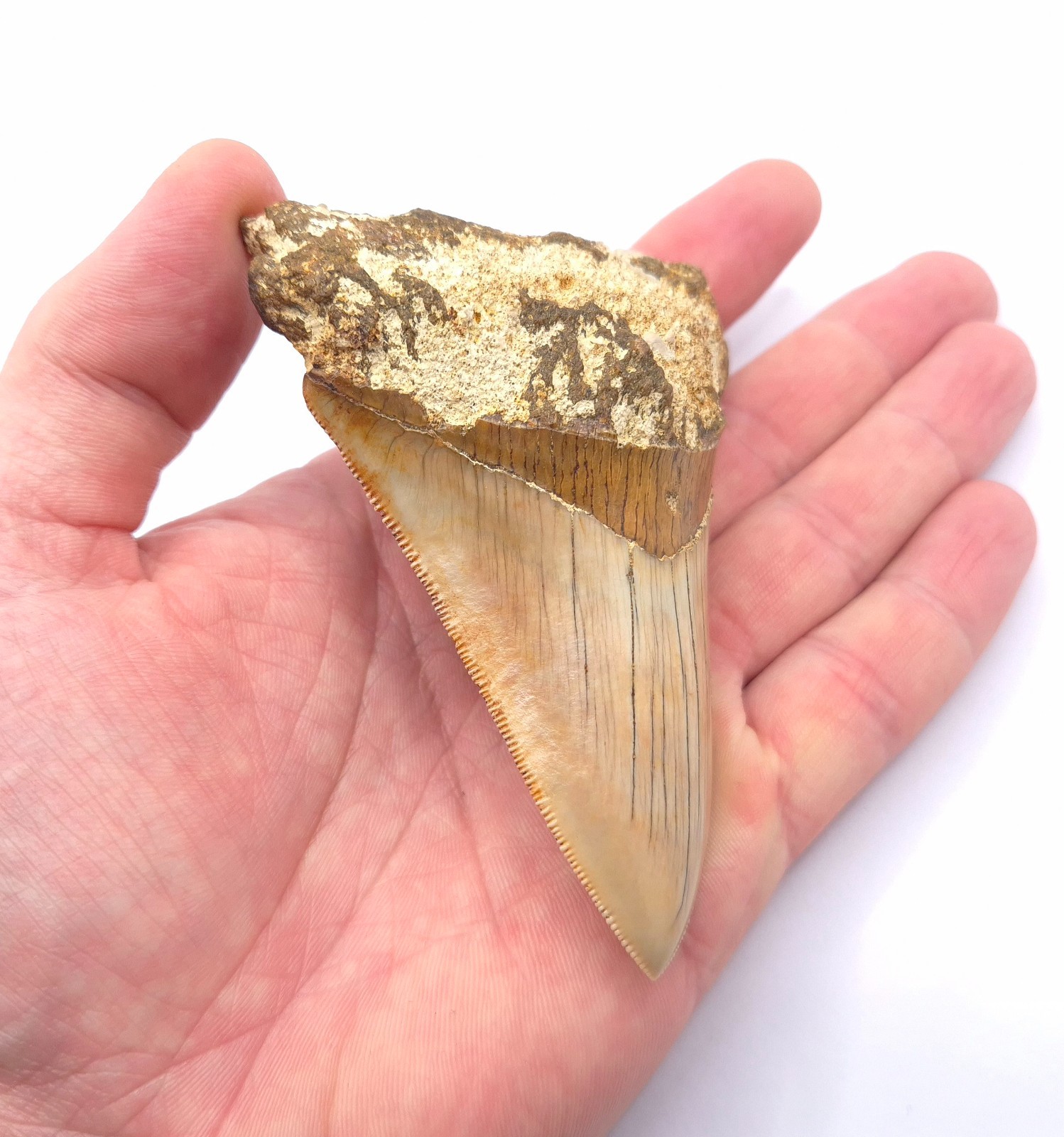 Sharp serrated on edge. Beautiful Megalodon Shark Tooth Indonesia Fossil Shark