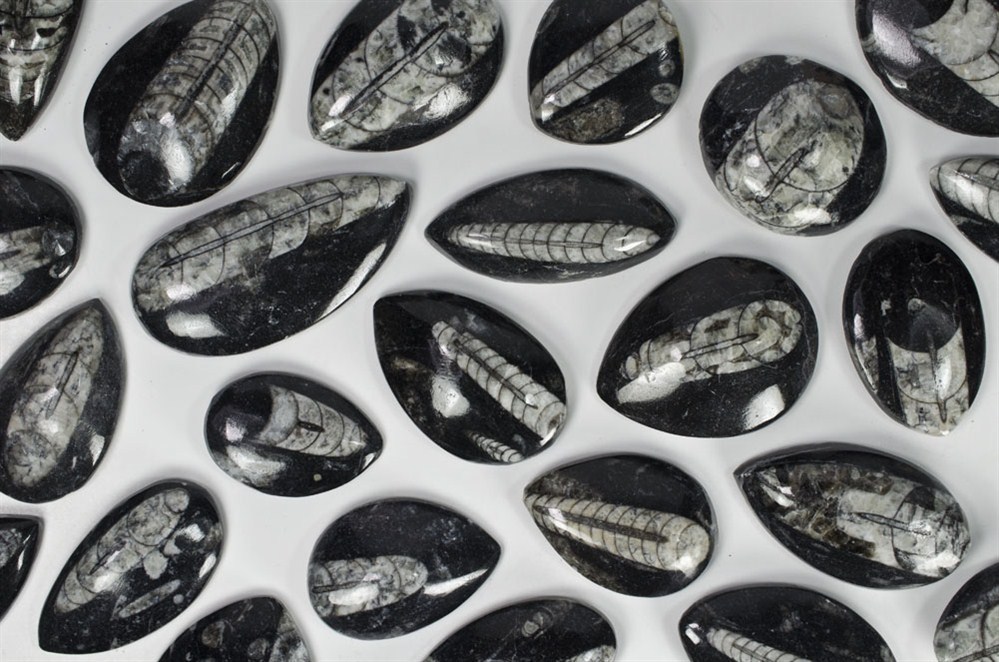10 pcs of Polished Orthoceras – 1.5″-2″ Avg – Polished Fossil from Morocco