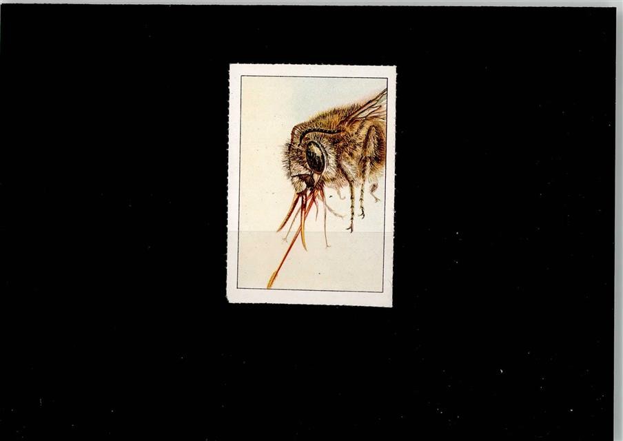 52004333 – Insect
