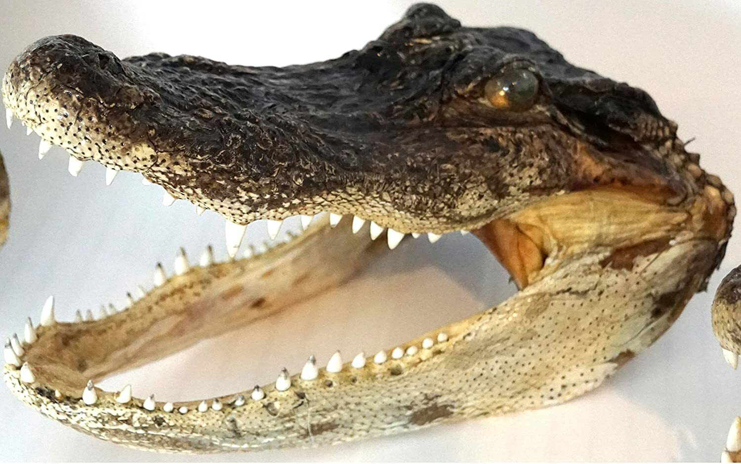 Gator Head 10 Inch Real Alligator Head Authentic Cajun Crocodile Sharp Florida