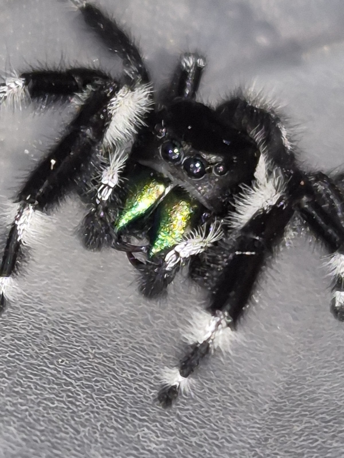 Bryantae-BOLD JUMPING SPIDER