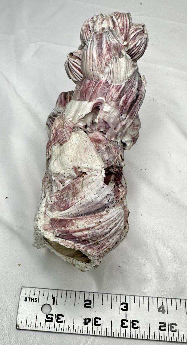 Large Giant Seashell w/ Barnacle Cluster Natural Ocean Specimen Nautical Decor
