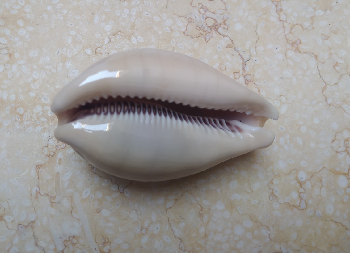 F Cypraea camelopardalis red sea shell large SIZE lyncina F+++ 78.8mm
