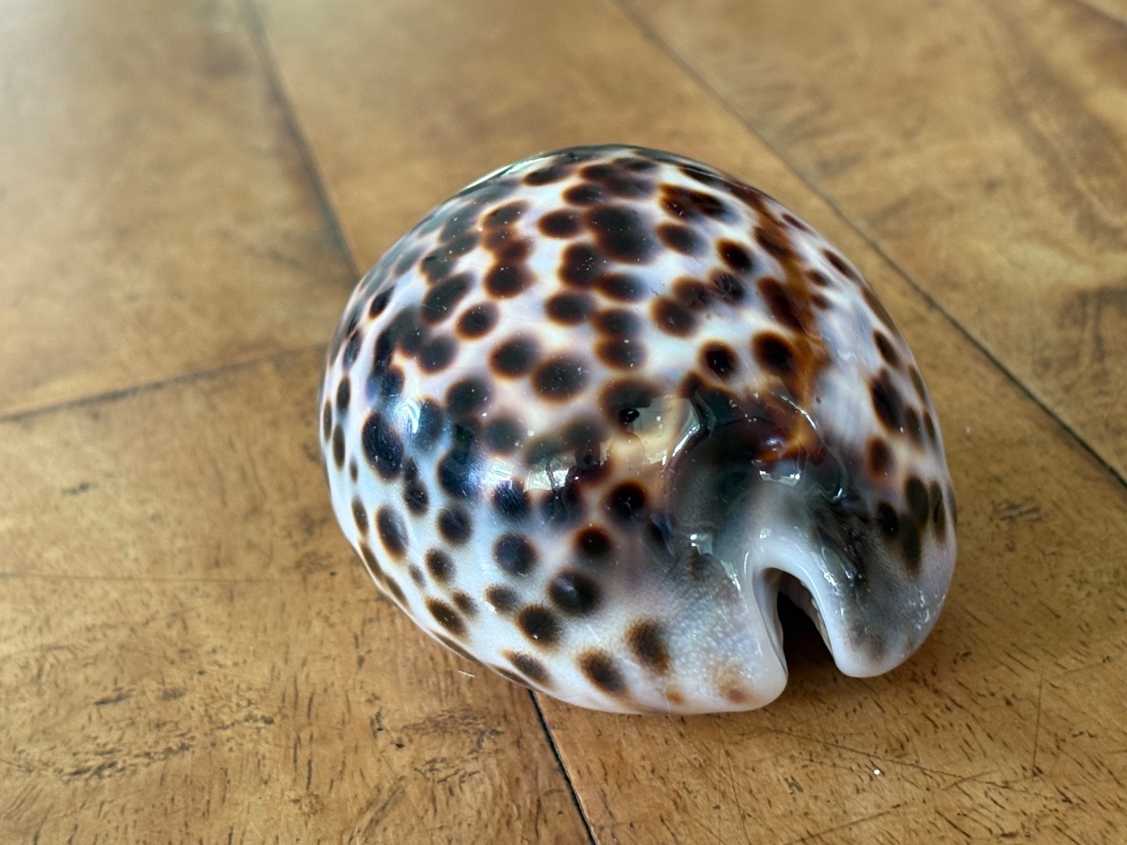 ✨Super High Gloss Cowrie Shell ✨ Mirror Finish Natural, Huge 106mm Maui, Hawaii