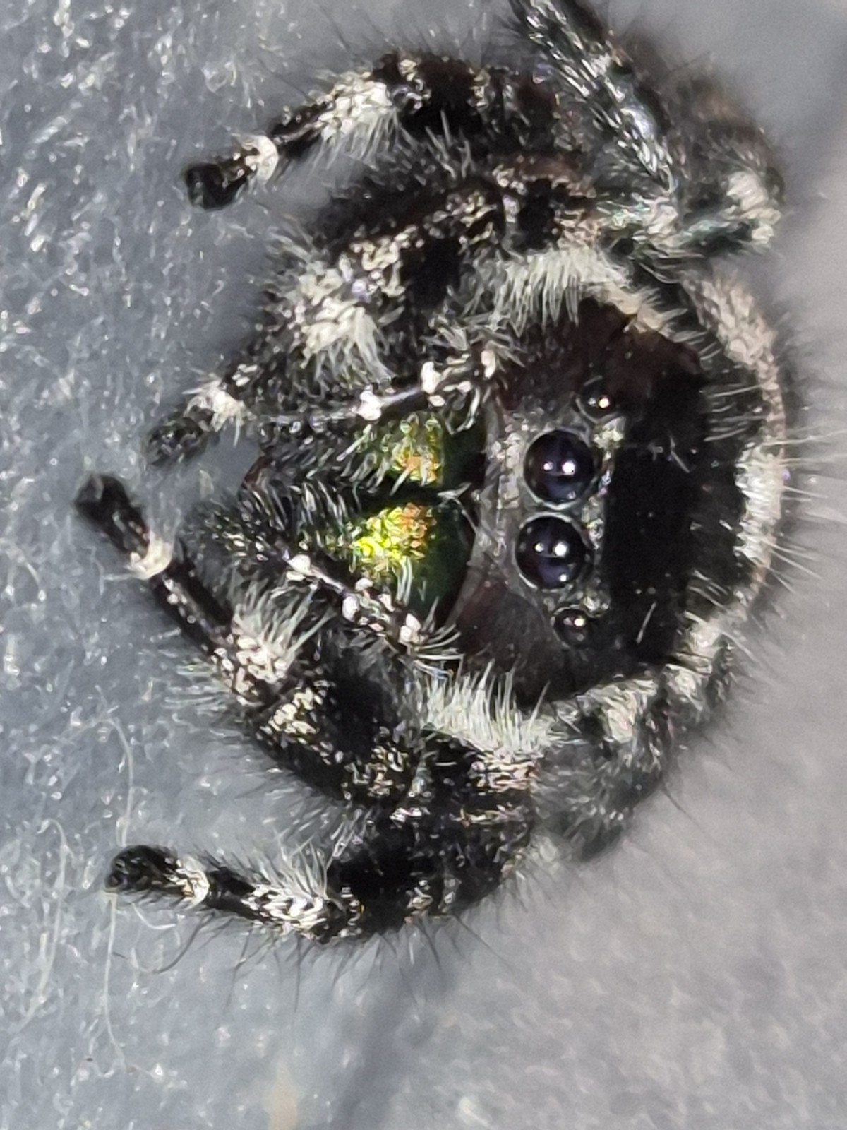 Bryantae-BOLD JUMPING SPIDER