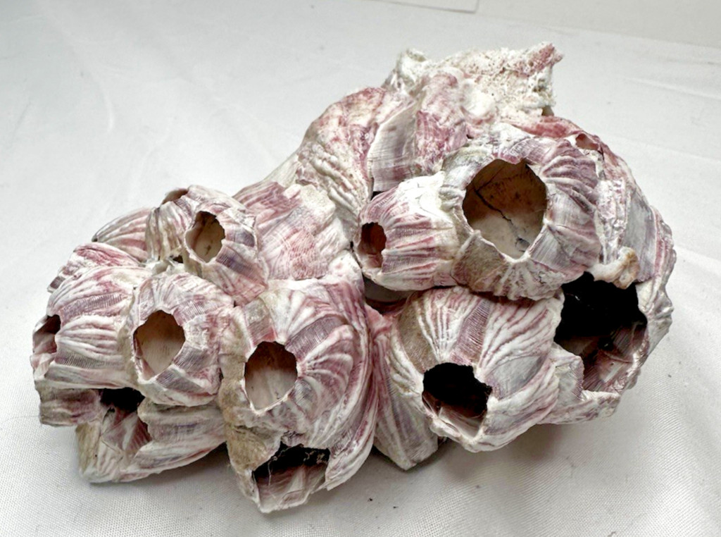 Large Giant Seashell w/ Barnacle Cluster Natural Ocean Specimen Nautical Decor
