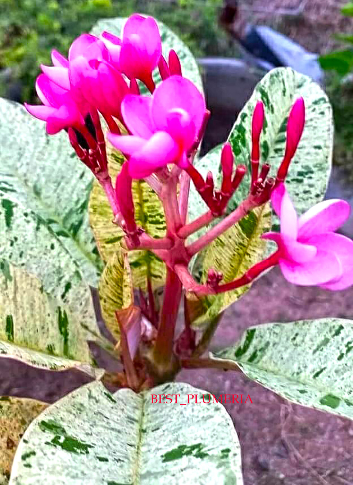 Wholesale!! Plumeria Variegated/plants/12 cuttings/ Mixed 10- 12 Inches