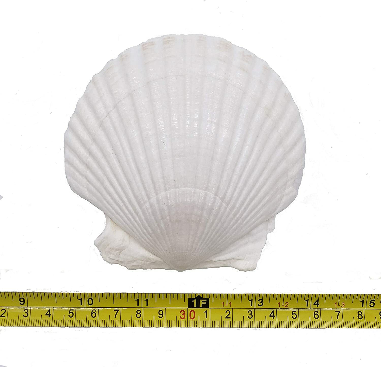 Large Natural Baking Shells White Scallops, 4-Inches, Set of 12