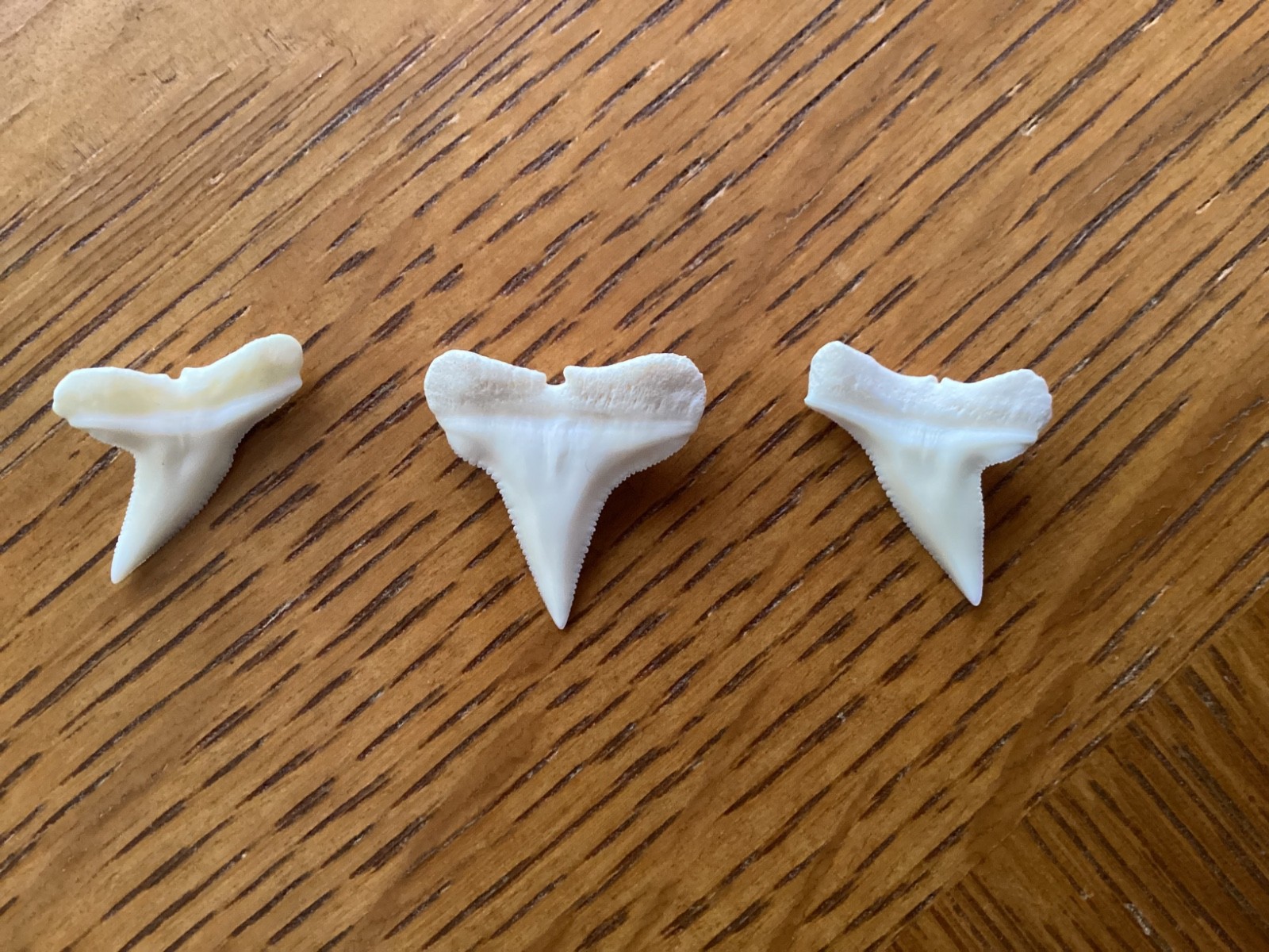 3 Excellent Hammerhead shark teeth – Modern day – 3/4″ – Free shipping !