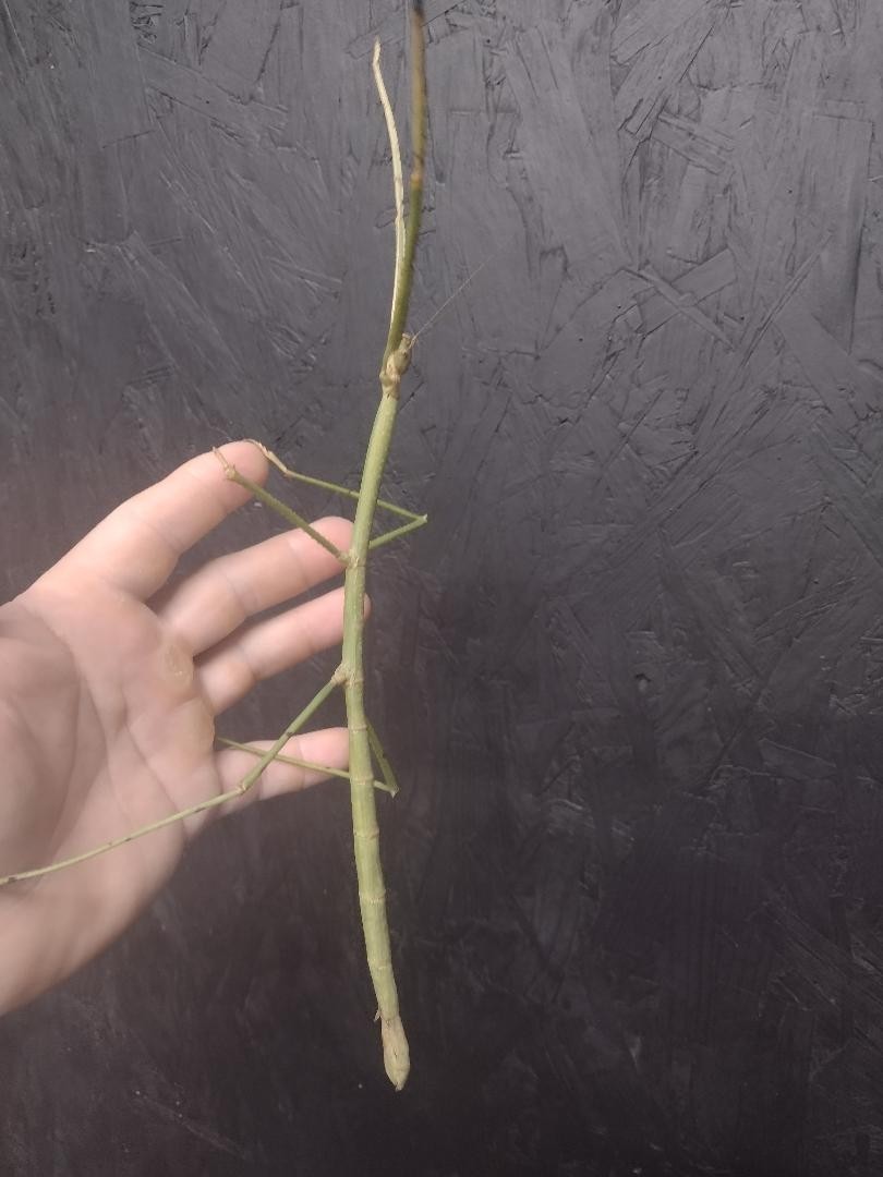 Phobaeticus serratipes (Malayan giant stick insect) 25X eggs