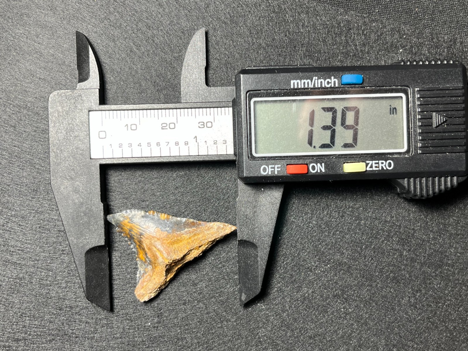 1.39″ Rare Multicolored Lightning Large Sized Hemipristis Fossil Shark Tooth SC