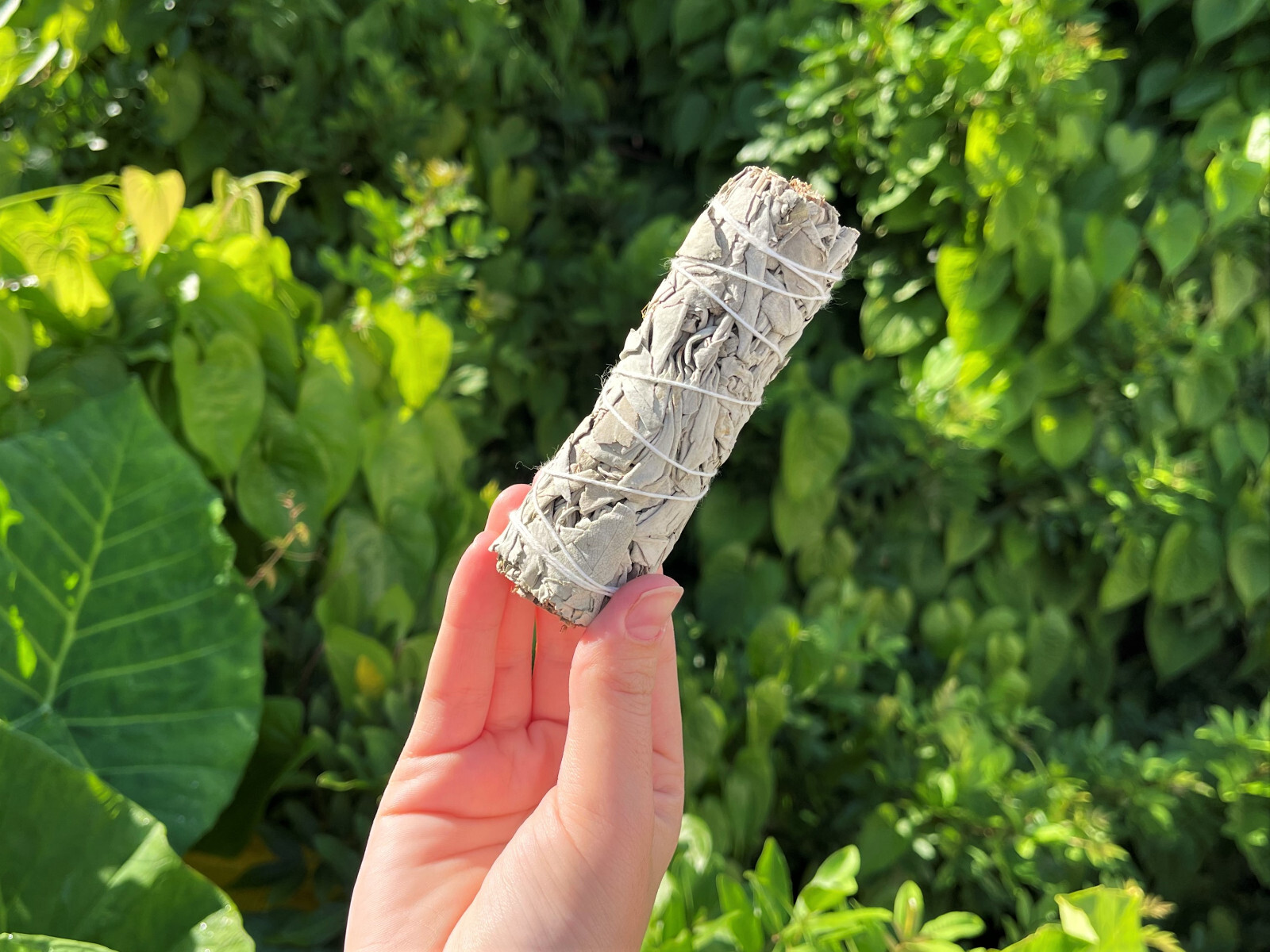 White Sage Smudge Bundles – 6 Pack Bulk Lot + Directions (4″ White Sage Sticks)