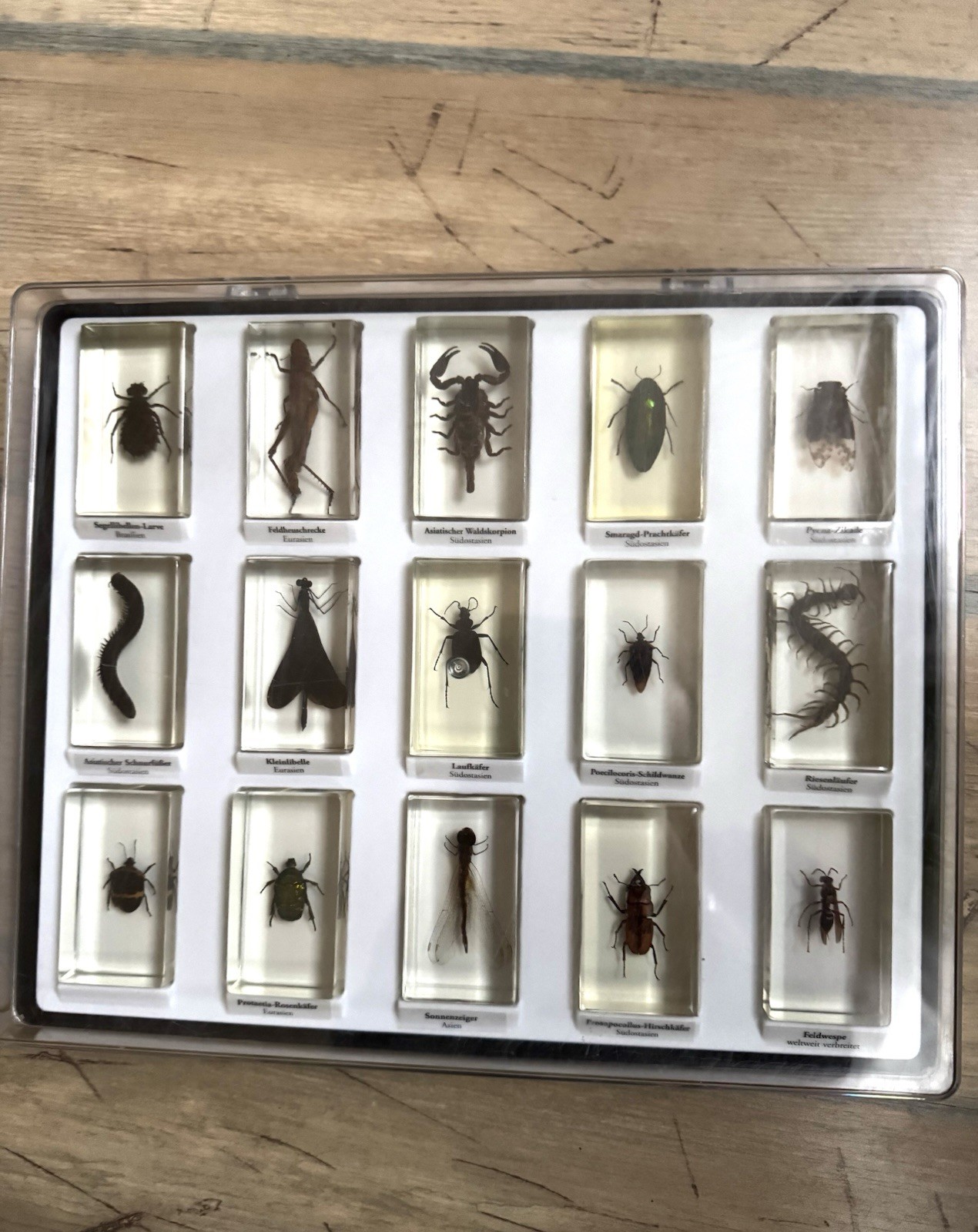 Mini Beasts Collection 69 Insects in Acrylic Blocks + All Related Booklets