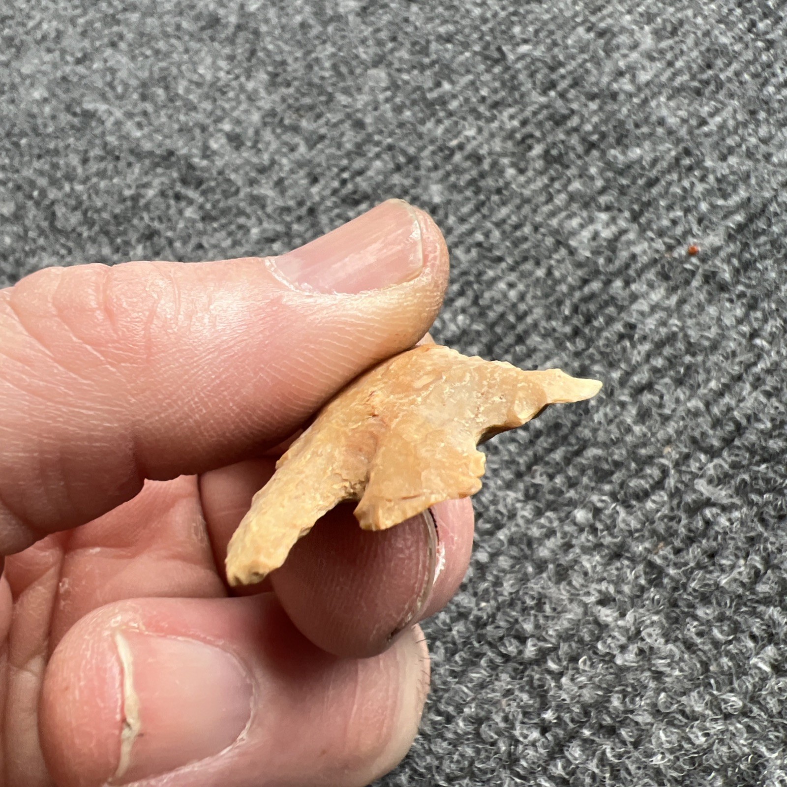 Indian Arrowhead Found By Jeff Thompson 1968-2003 In Polk Co Florida @1603