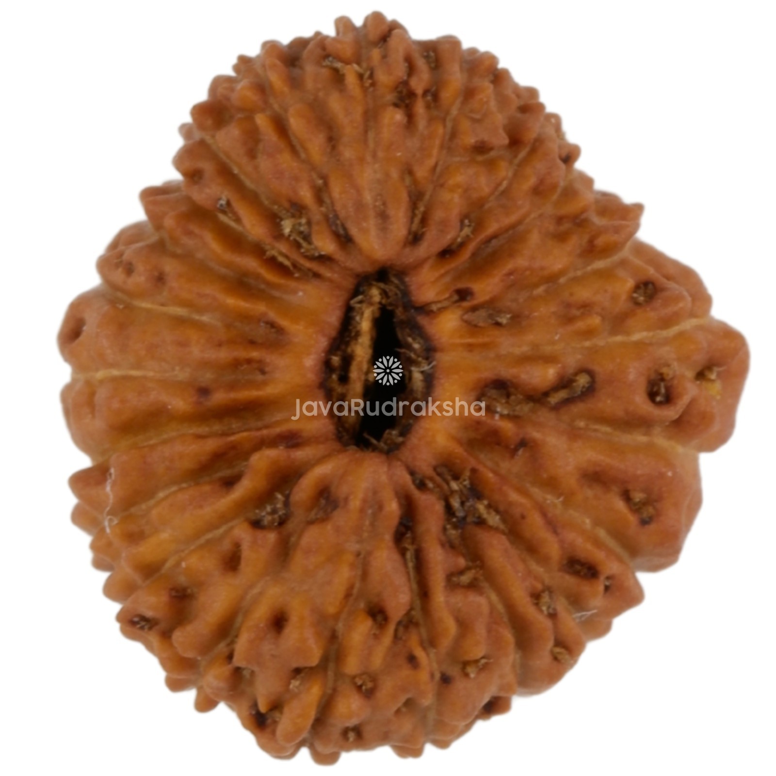 22 Mukhi Rudraksha 13.70 mm Java Bead | Grade A Small | Genuine Natural Bead