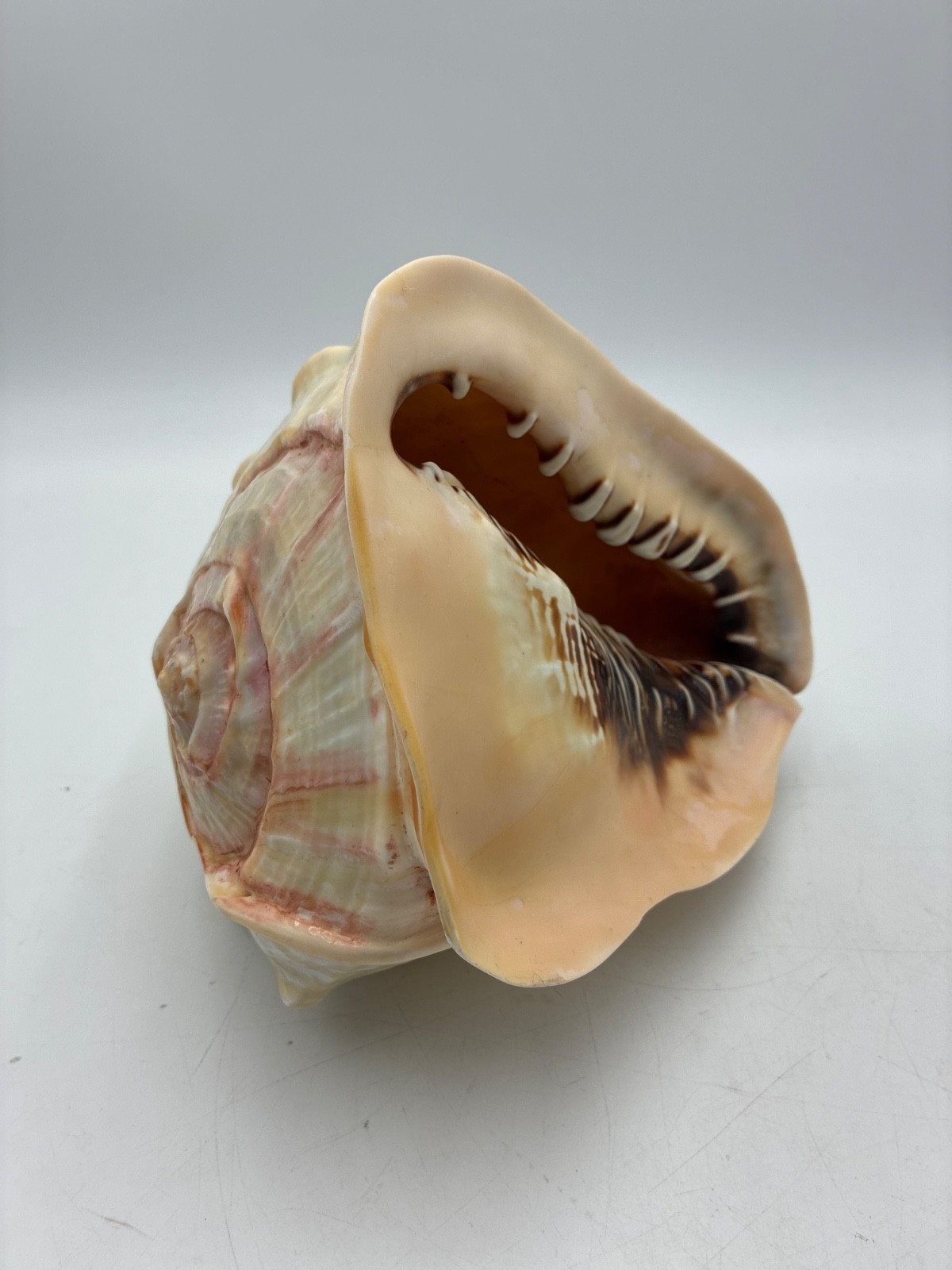 Large Horned Queen’s Helmet Conch Sea Shell – 2.6 lbs – 8.5″ Long