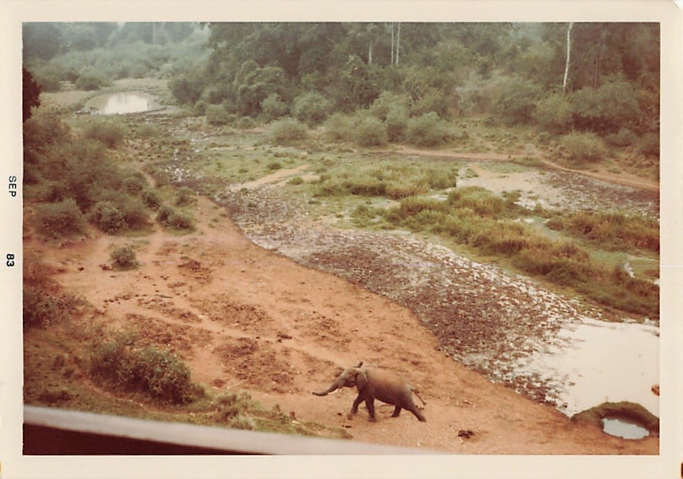 Elephant African Safari Sept 1983 3.5×5 in Color Snapshot