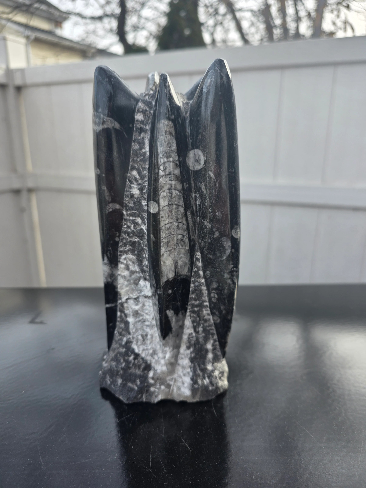 orthoceras limestone statue! 3.10 pounds, 8 inches tall, 3.1″ tall