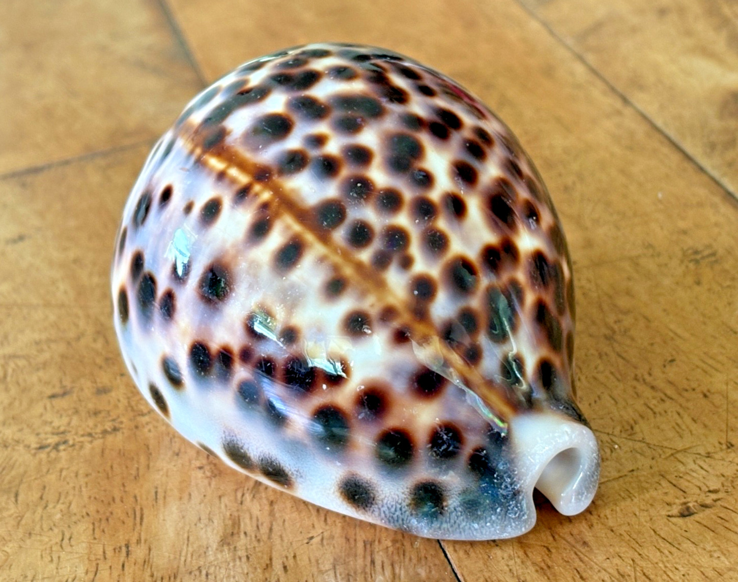 ✨Super High Gloss Cowrie Shell ✨ Mirror Finish Natural, Huge 106mm Maui, Hawaii