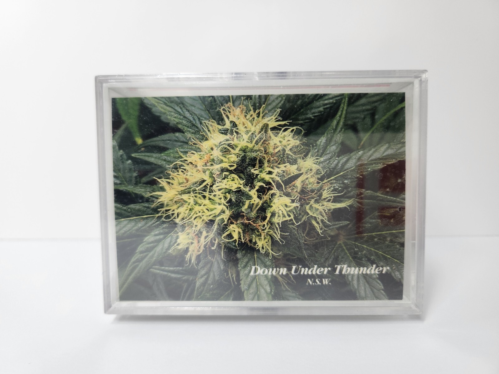 1996 InLine Hemp Cards Serial Numbered The Marijuana Stories Factory Sealed Set